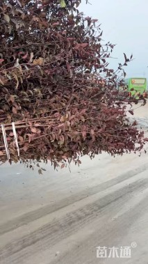 高度280厘米矮樱