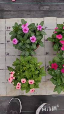 高度5厘米长春花