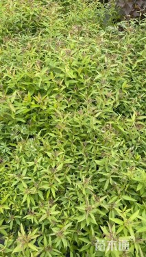 高度30厘米粉花绣线菊