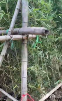 容器苗罗汉竹