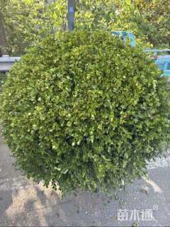 冠幅100厘米瓜子黄杨球