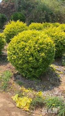 冠幅120厘米金叶女贞球
