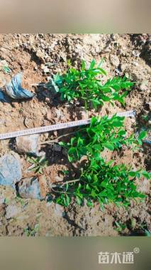 高度30厘米大叶黄杨