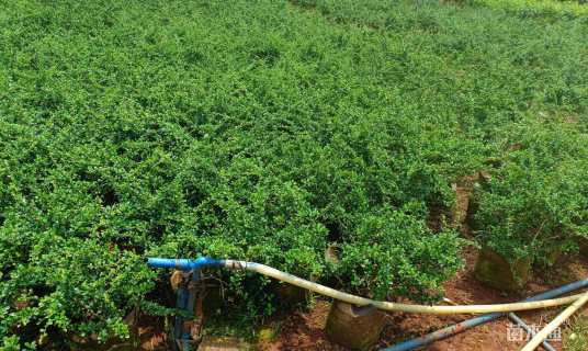 高度5060厘米变叶木