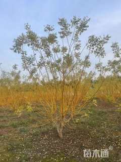 高度350厘米丛生金枝槐