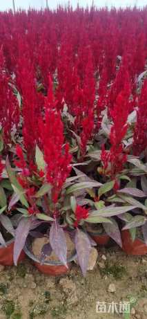 高度20厘米一支笔