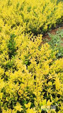 高度30厘米金森女贞