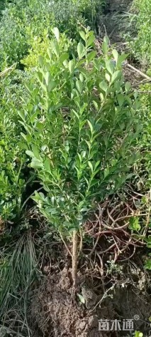 高度40厘米小叶黄杨