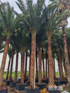 裸干高400厘米海枣