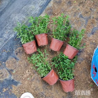 高度25厘米细叶萼距花