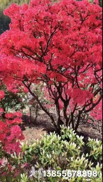 高度300厘米映山红