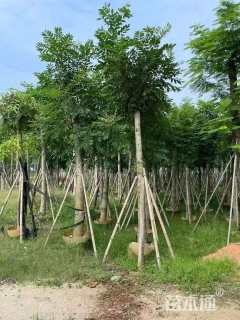 13公分桃花心木