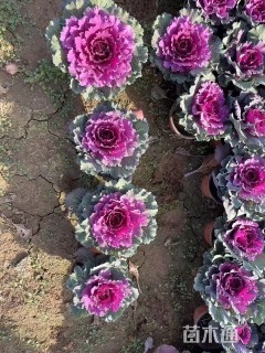 高度15厘米羽衣甘蓝