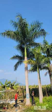 裸干高100厘米大王椰子