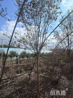 高度300厘米天鹅绒紫薇