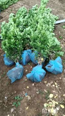 高度1.5厘米北海道黄杨