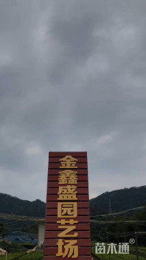 高度15厘米龙船花