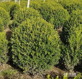 冠幅130厘米瓜子黄杨球