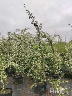 高度150厘米木香