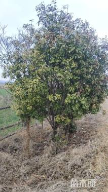 10公分红叶石楠