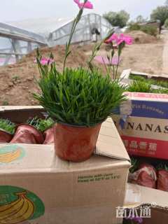 高度15厘米欧石竹