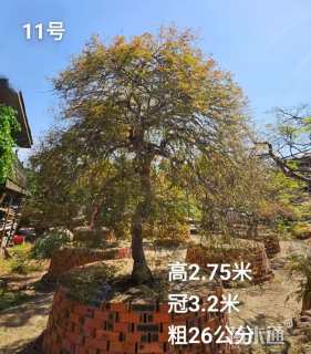 高度200厘米羽毛枫