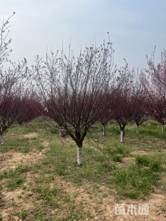 12公分紫叶矮樱