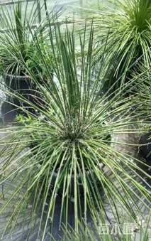 高度30厘米丝兰