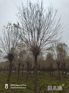 15公分金叶白蜡