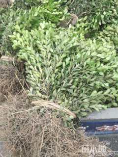 高度30厘米瓜子黄杨