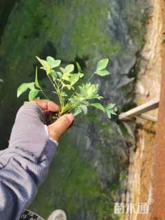 高度6厘米南天竹