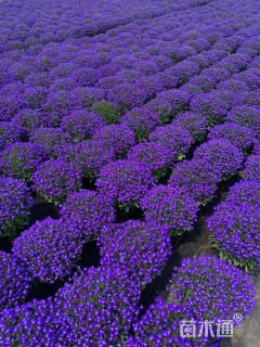 高度20厘米半边莲