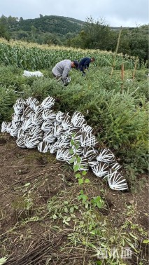 高度120厘米青海云杉