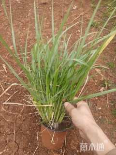 高度35厘米金红羽狼尾草