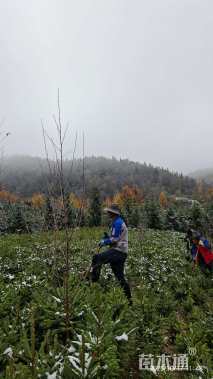 高度50厘米青海云杉