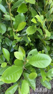 0.5公分醉香含笑