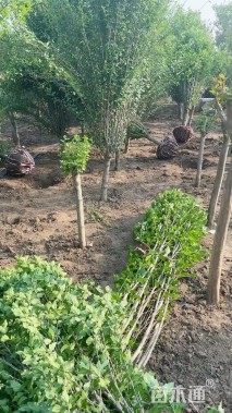 高度250厘米木槿