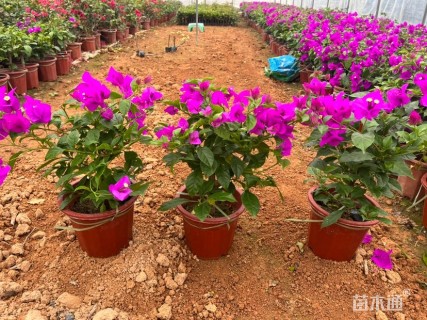 高度40厘米杜鹃