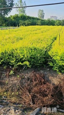 高度60厘米金叶榆小苗