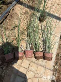 高度30厘米木贼