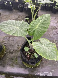 高度60厘米观音芋