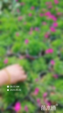 高度5厘米欧石竹