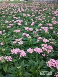 高度15厘米五星花