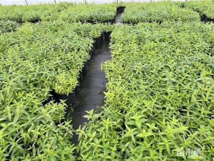 高度35厘米千屈菜