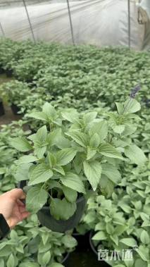 高度30厘米鼠尾草