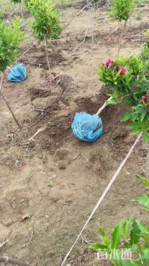 高度50厘米红王子锦带球