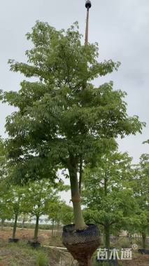 20公分大腹木棉