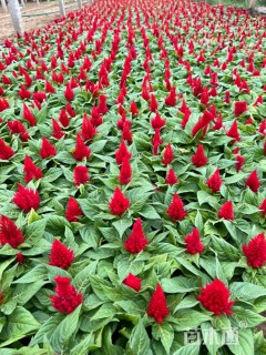 高度15厘米绿叶鸡冠花