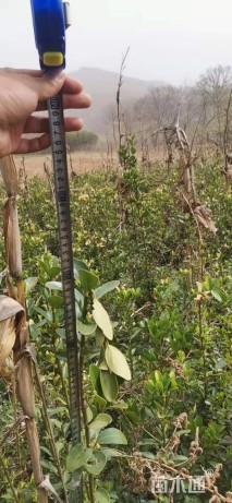 高度60厘米大叶黄杨