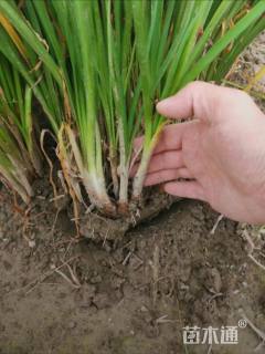 高度30厘米紫娇花